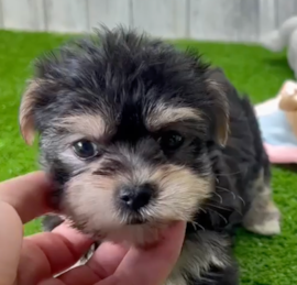 Morkie Puppies For Sale